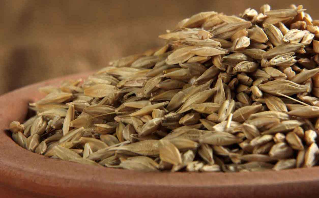 barley commodity