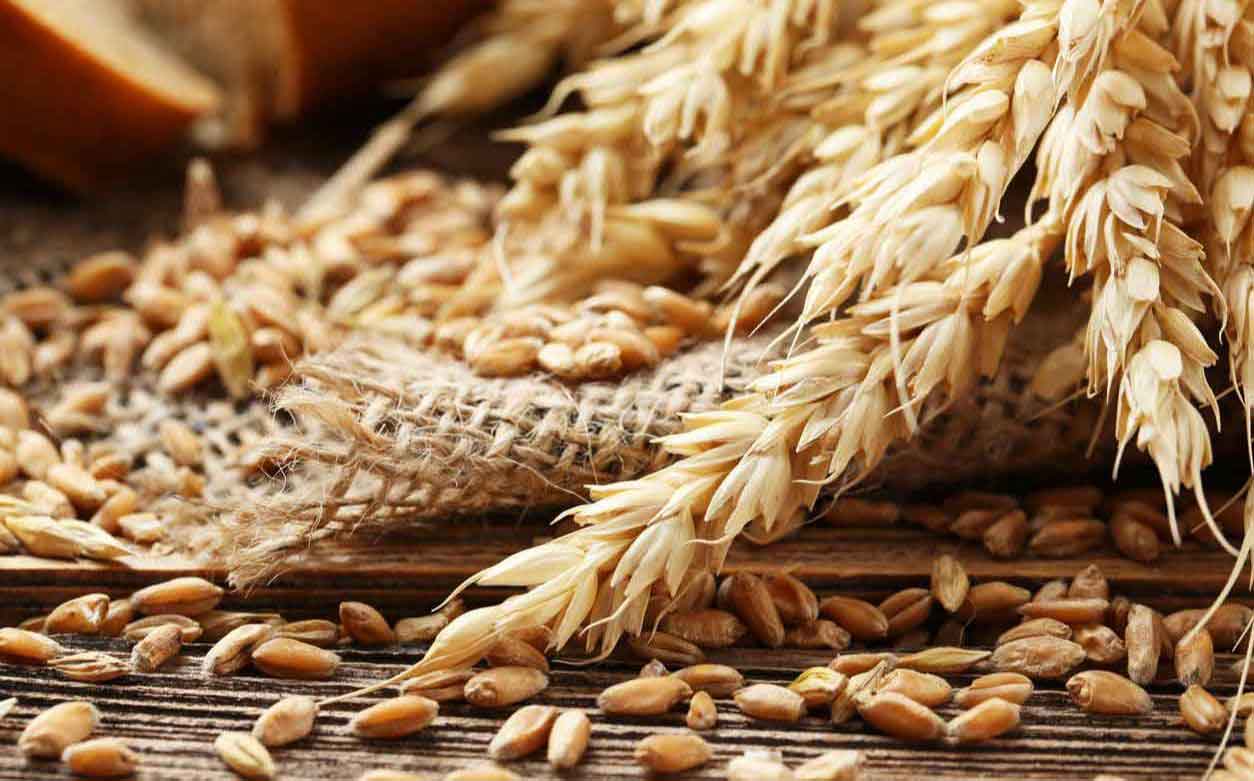wheat commodity